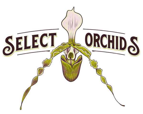 Selectorchids