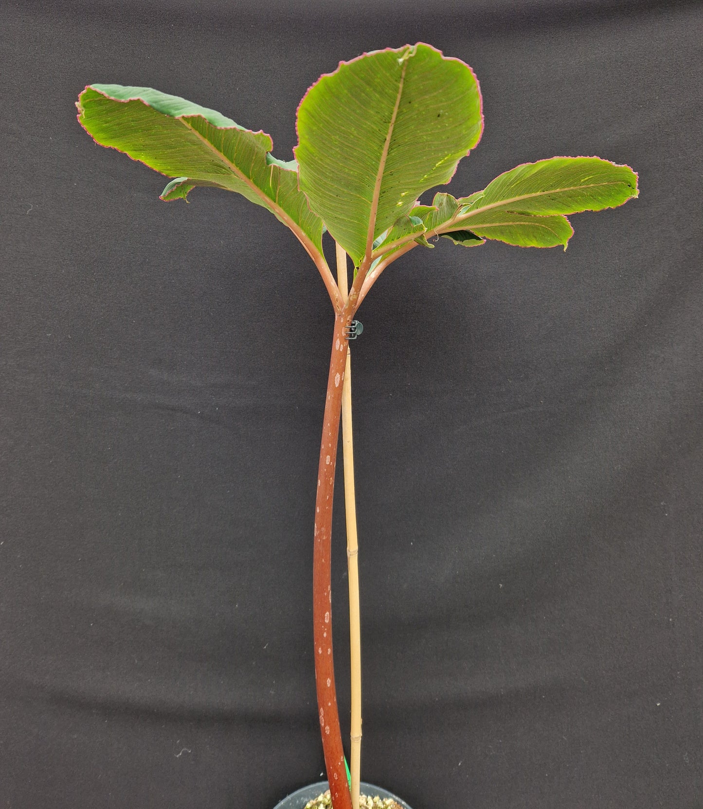 Amorphophallus atroviridis