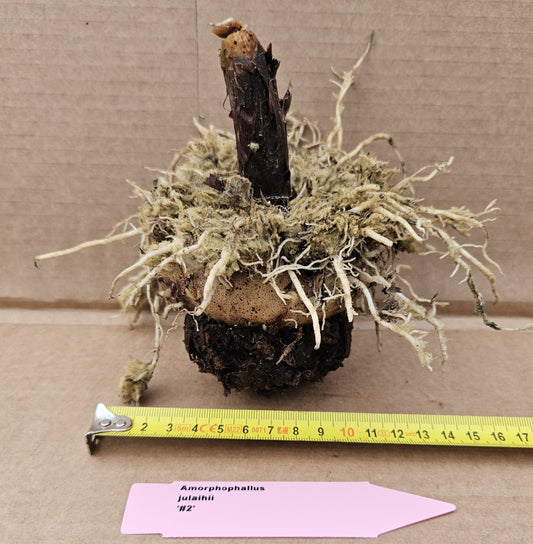 Amorphophallus julaihii