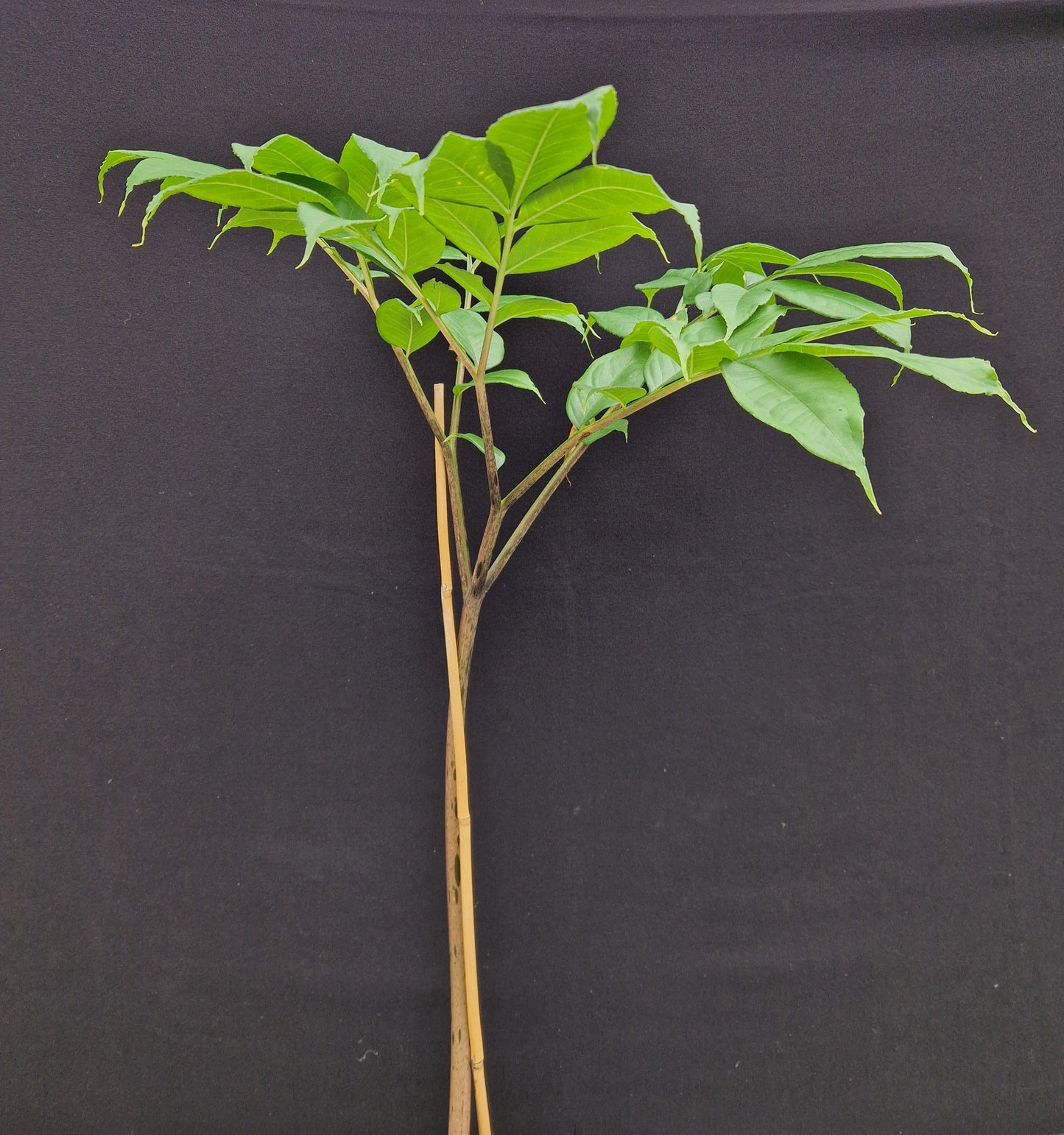 Amorphophallus longituberosus