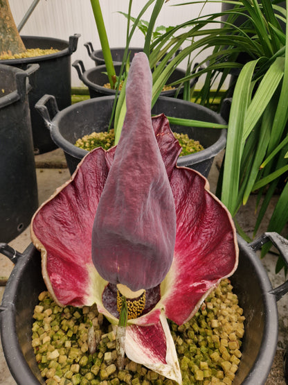 Amorphophallus urceolatus 'HAM 1491'