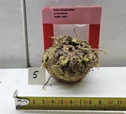 Amorphophallus urceolatus 'HAM 1491'