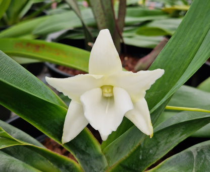 Angraecum magdalenae