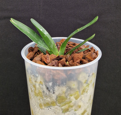 Angraecum magdalenae