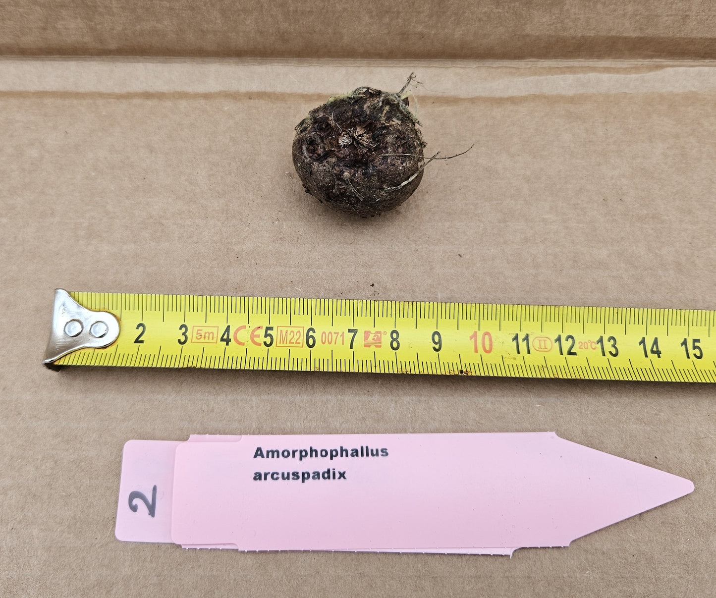 Amorphophallus arcuspadix