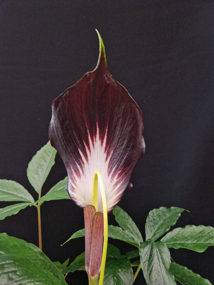 Arisaema sp Red