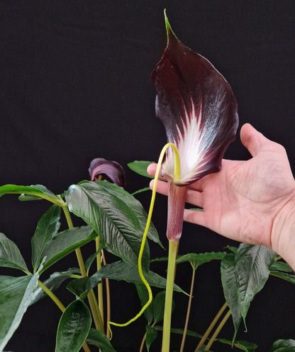 Arisaema sp Red