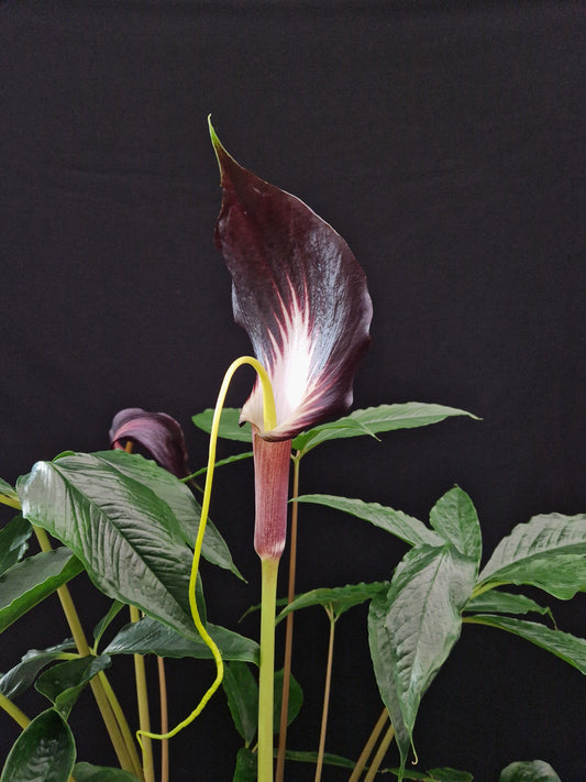 Arisaema sp Red