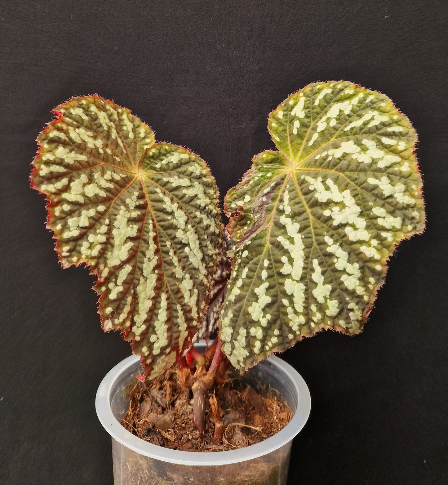 Begonia aff. aiensis