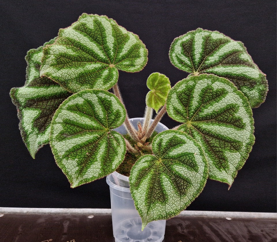 Begonia variegata 'Ba Be'