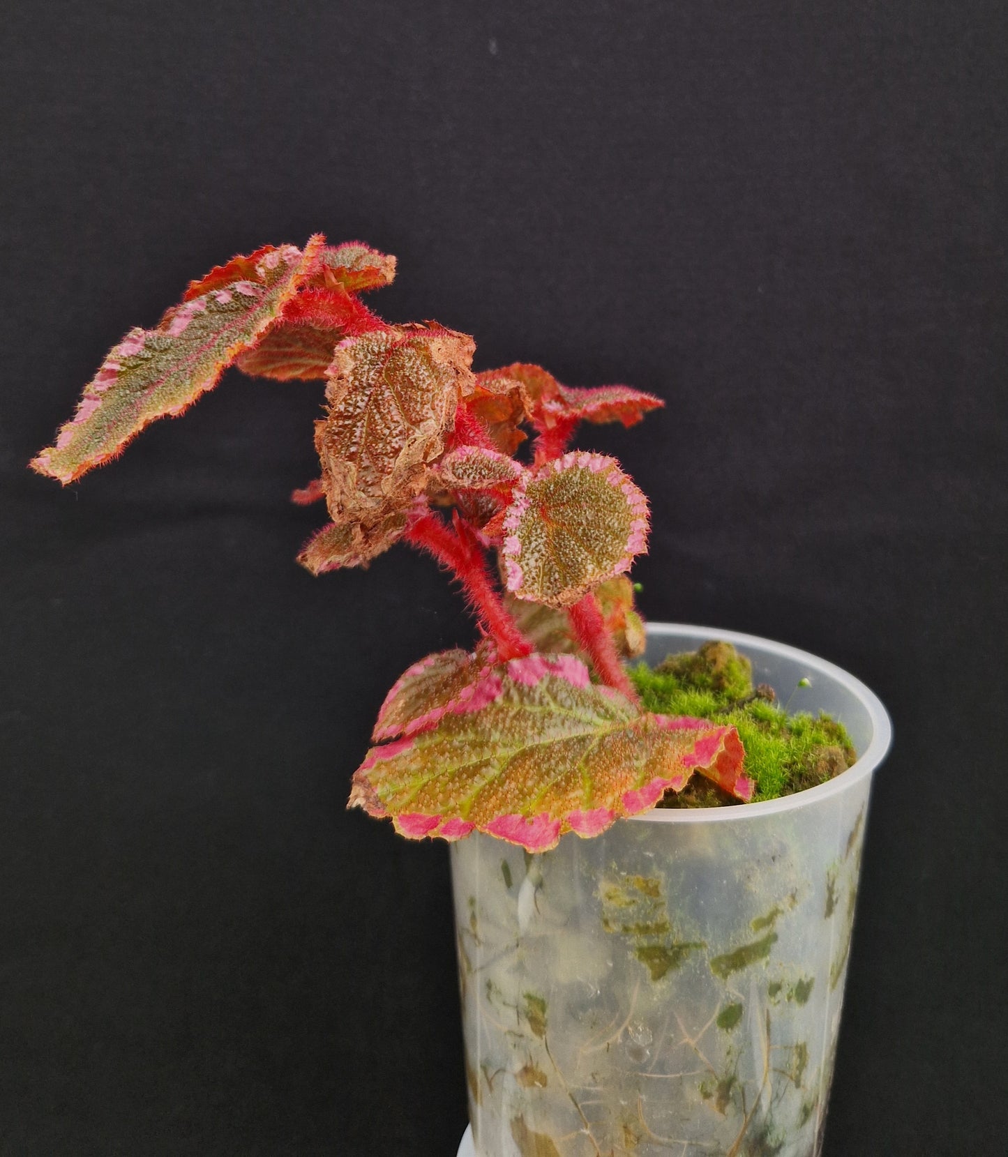 Begonia fulvovillosa