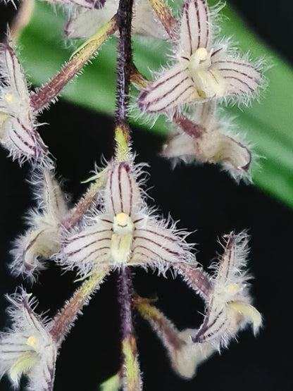 bulbophyllum lindleyanum