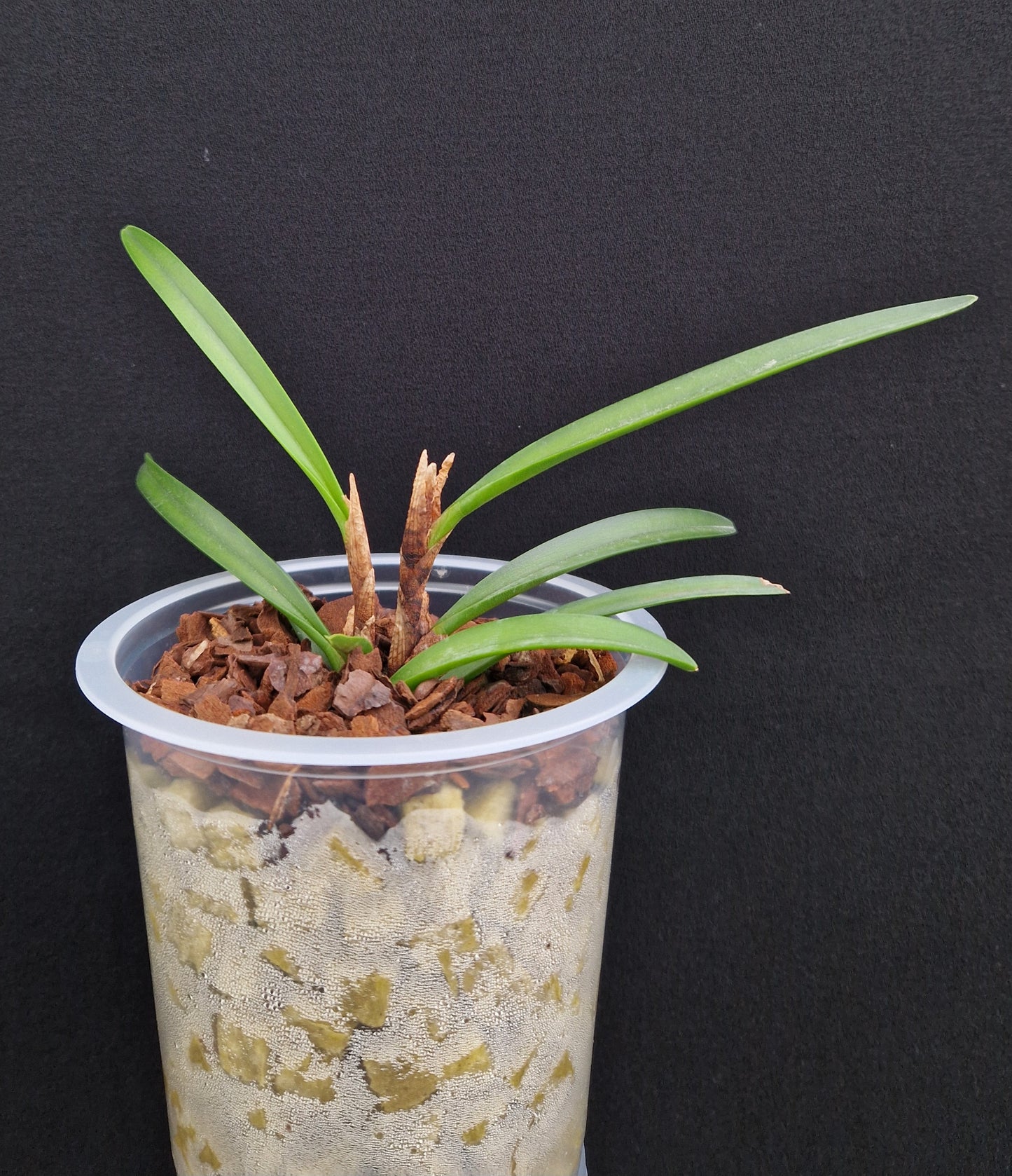 Ceratostylis retisquama