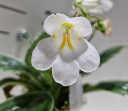 Primuline sp. blanc (ancienne Chirita)