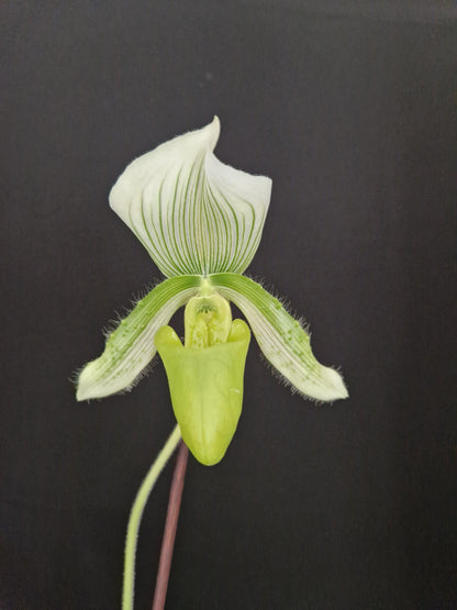 Paphiopedilum Clair De Lune 'Edgard Van Belle' AM/AOS