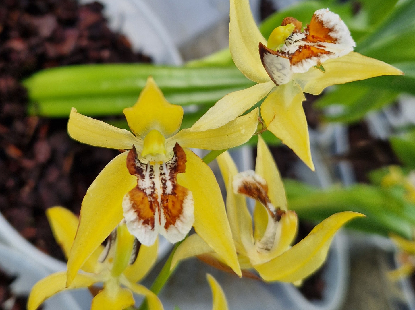 Coelogyne lentiginosa 'Orange'