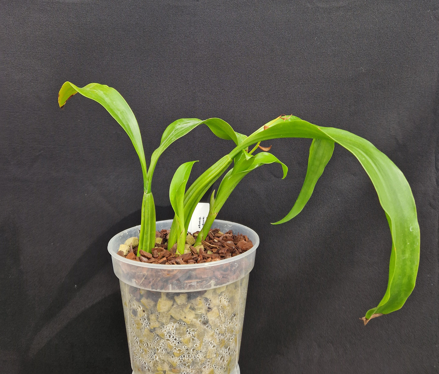 Coelogyne lentiginosa 'Orange'