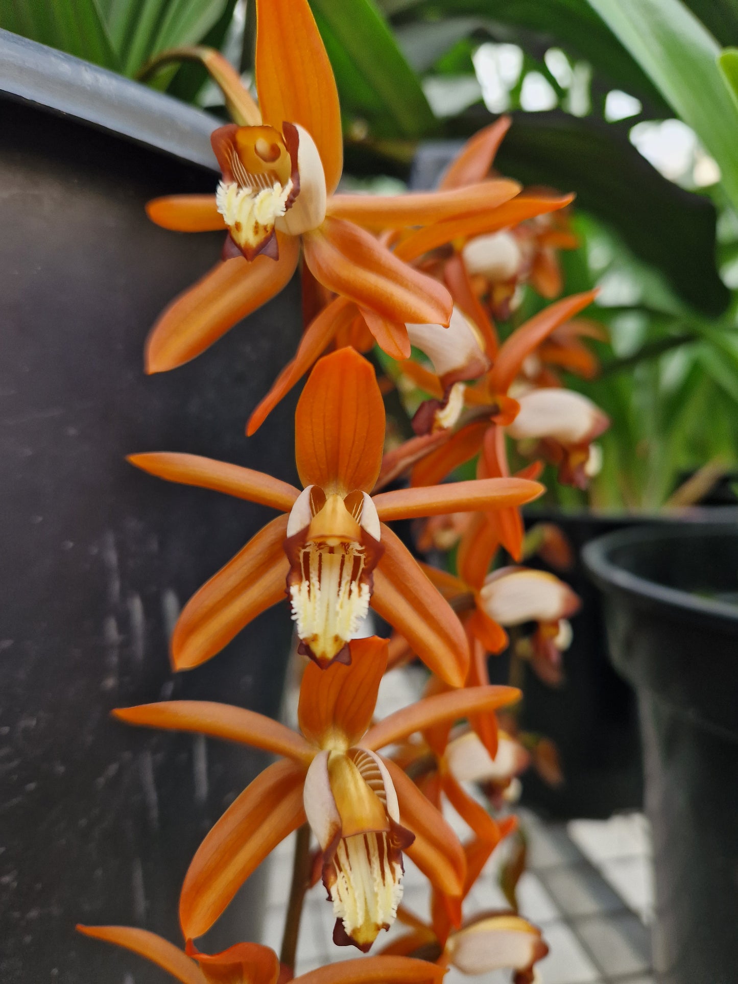 Coelogyne odoardii