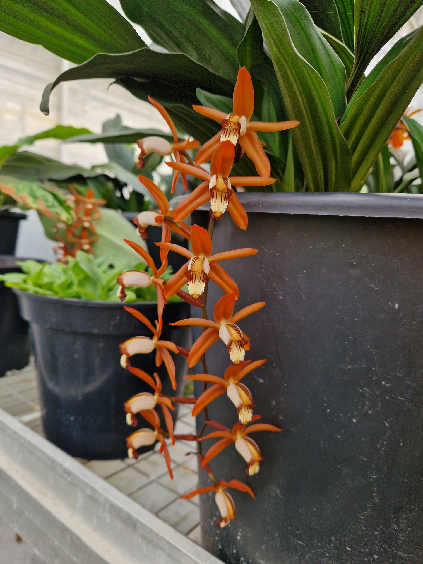 Coelogyne odoardii