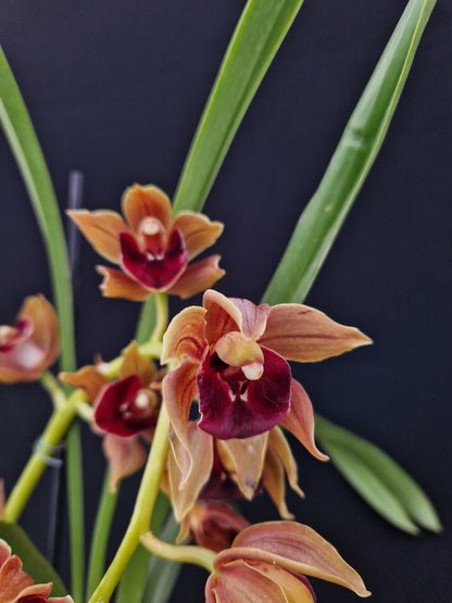 Cymbidium Kevin Hipkins