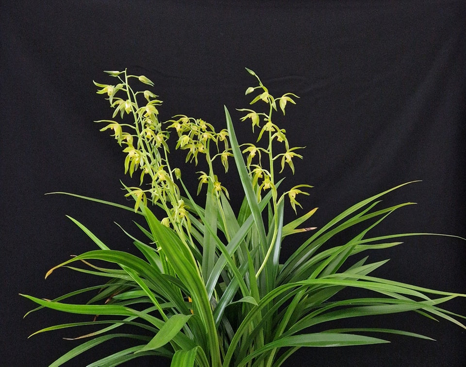 Cymbidium sinense var. album 'Hoàng Vu'