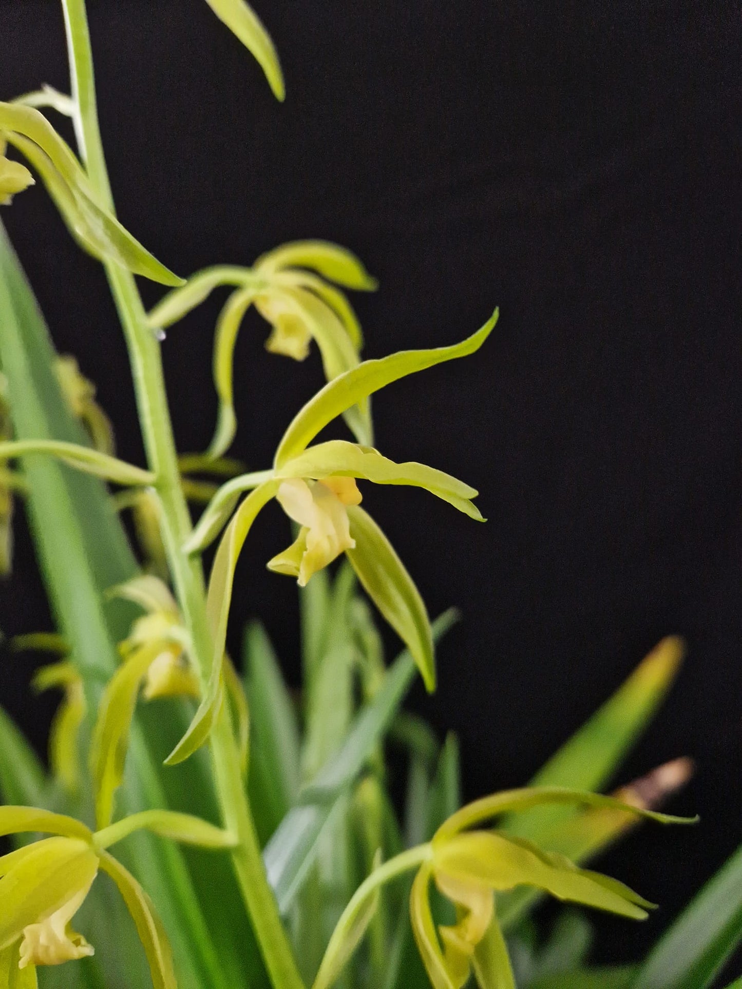 Cymbidium sinense var. album 'Hoàng Vu'