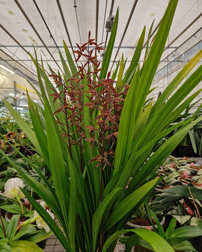 Cymbidium sinense 'Rouge'