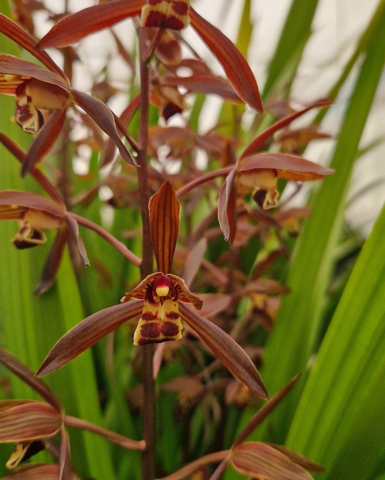 Cymbidium sinense 'Rouge'