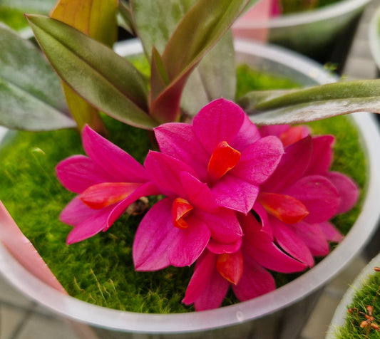 Dendrobium laevifolum 'Golden Gate'