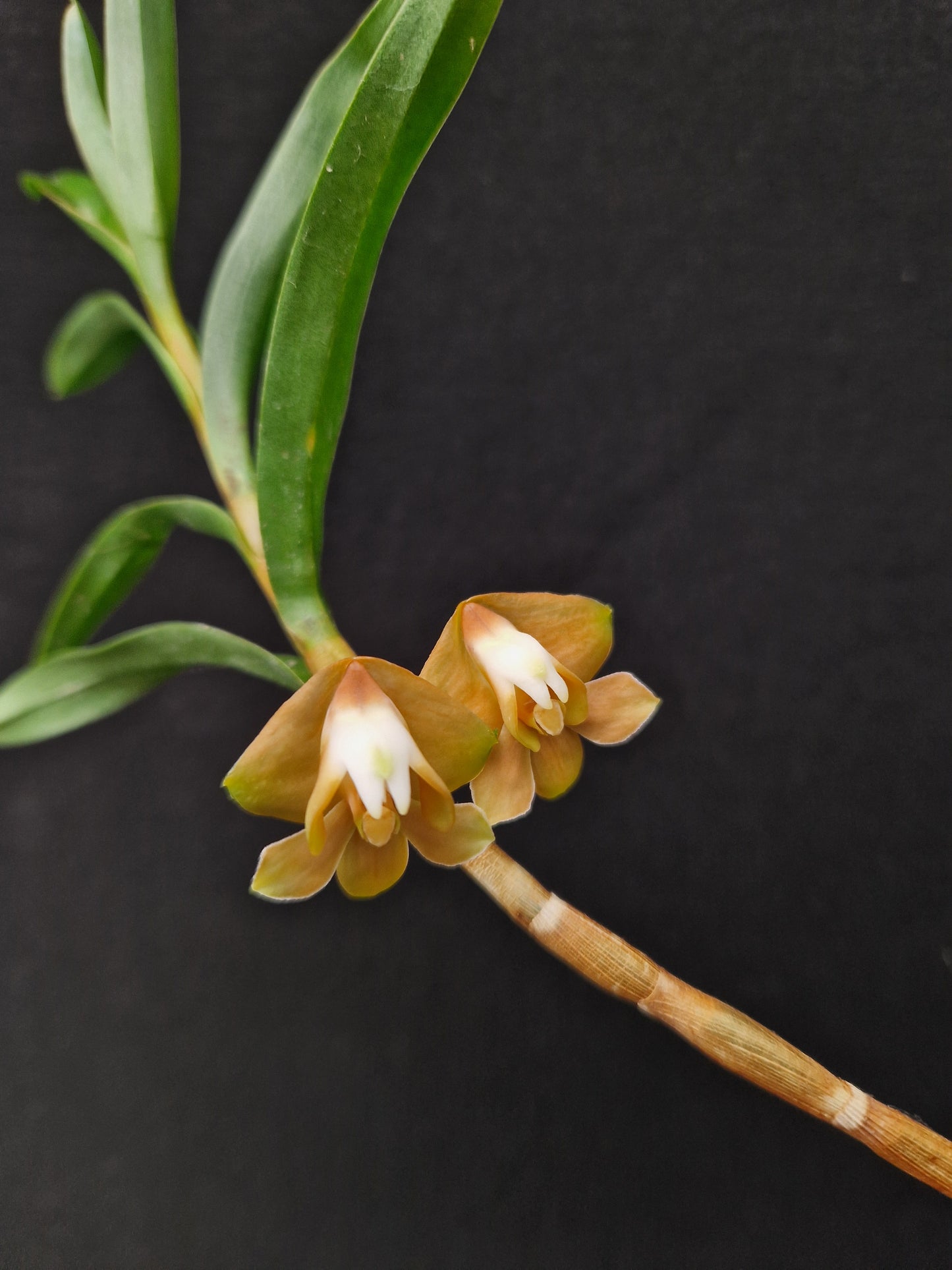 Dendrobium sandsii