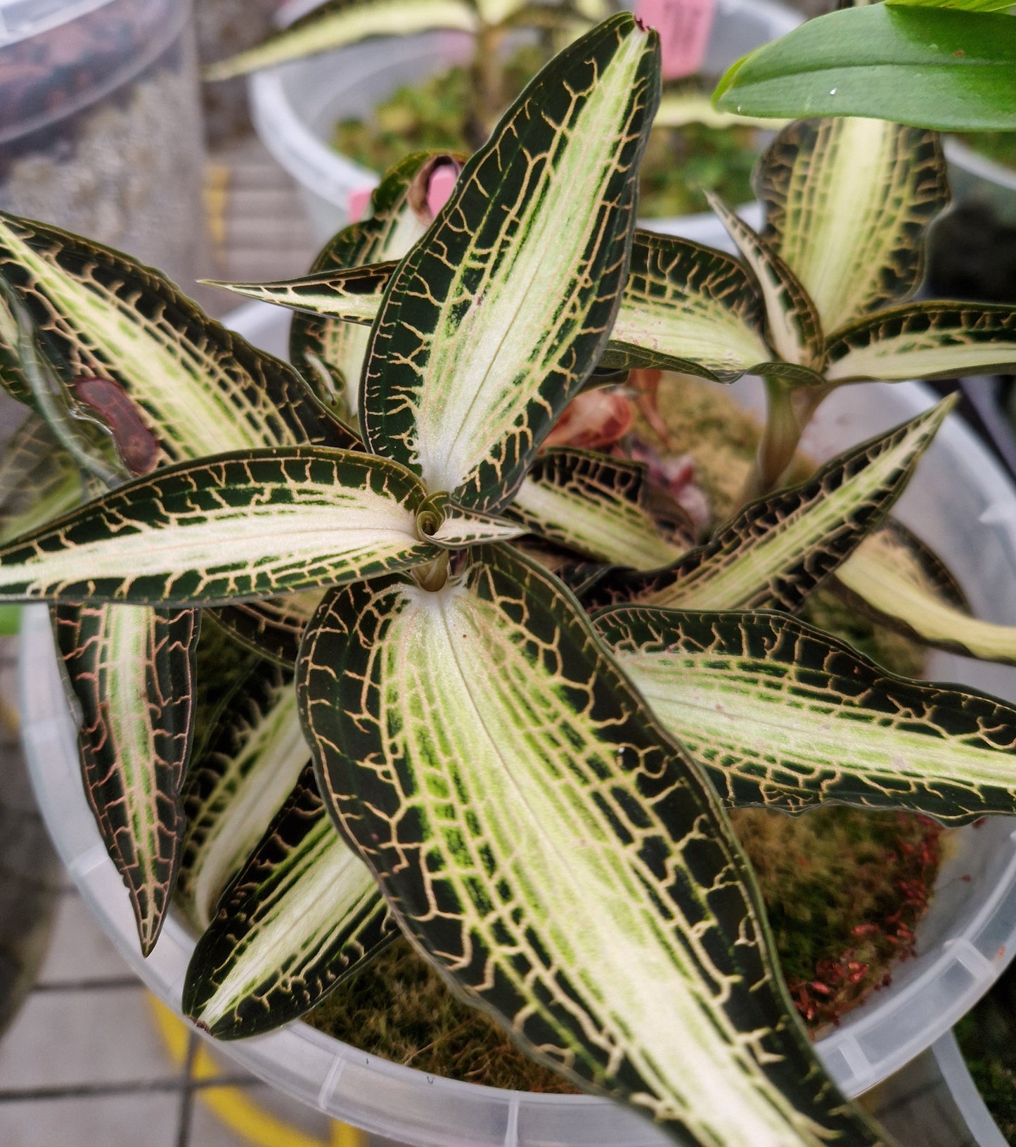 Goodyera rostellata