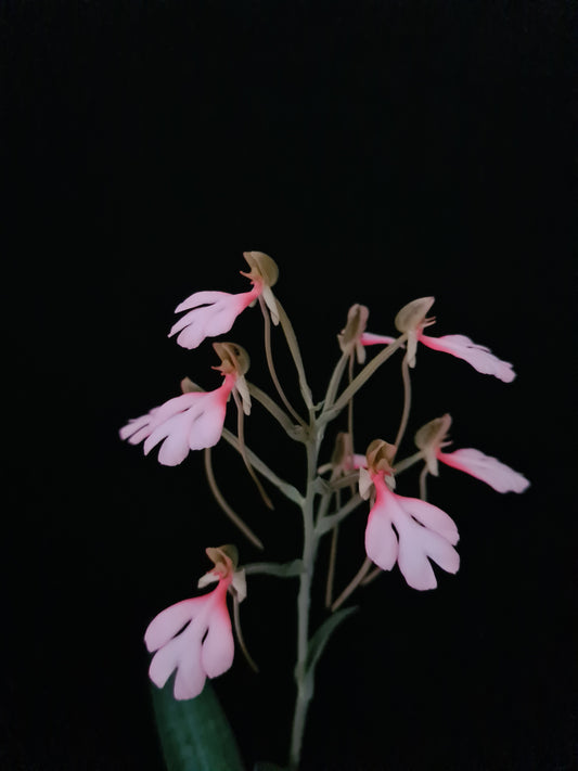 Habenaria erichmichelli