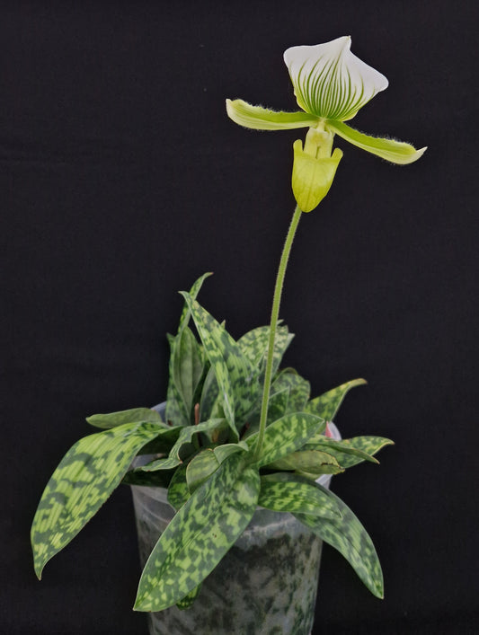 Paphiopedilum Maudiae 'Bankhaus'