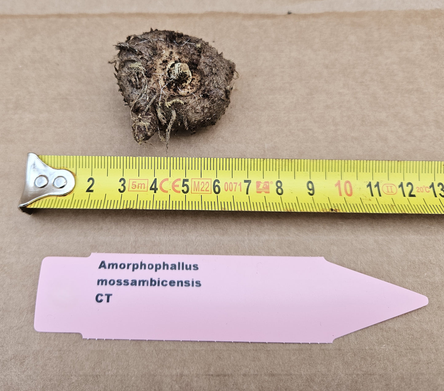 amorphophallus mossambicensis (CT)