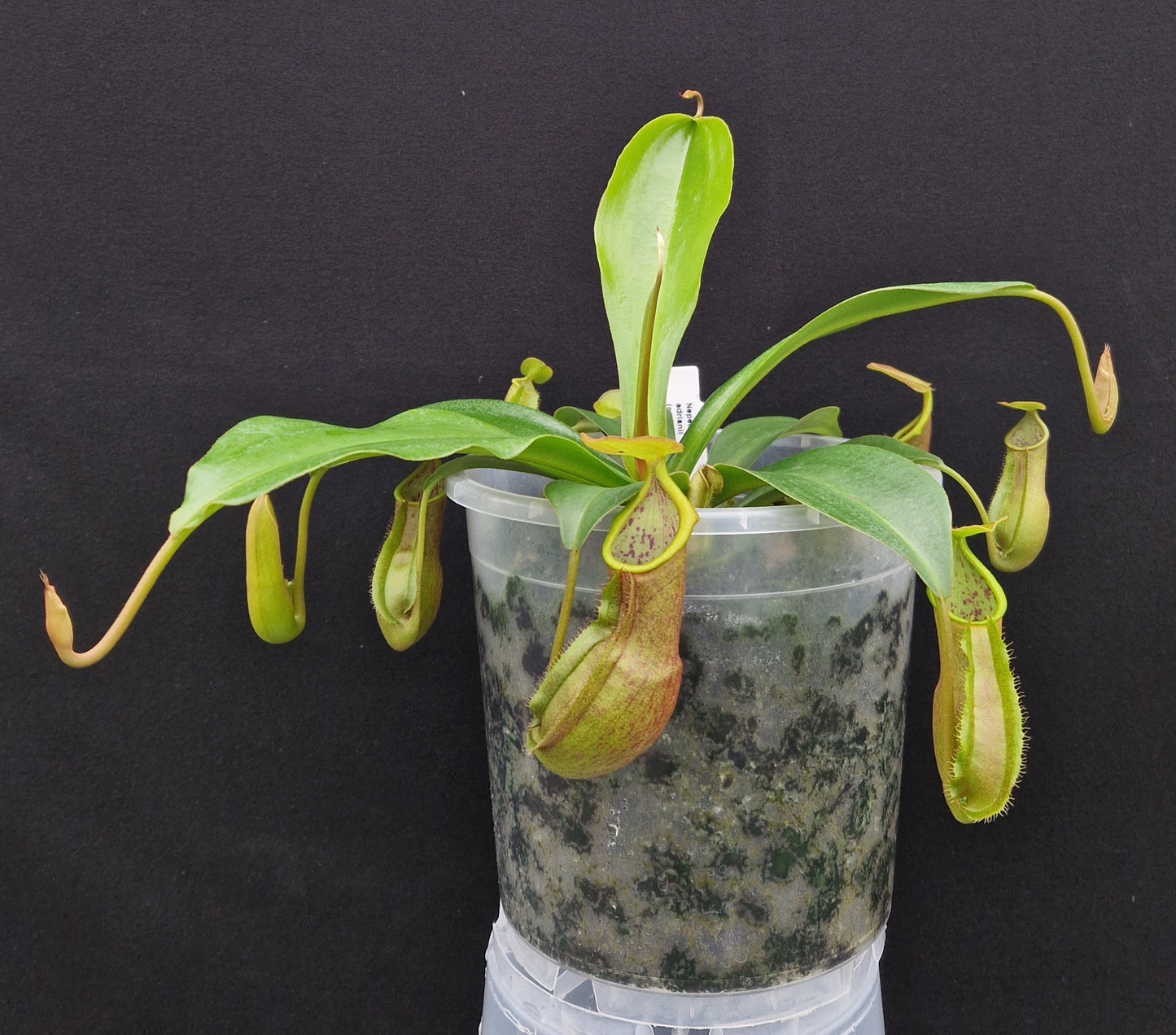 Nepenthes adrianii