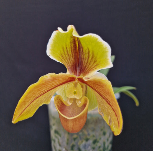 Paphiopedilum Senne Lena 'Beta'