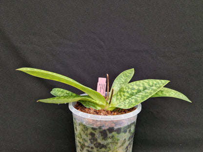 Paphiopedilum cilolare var gigantea #1