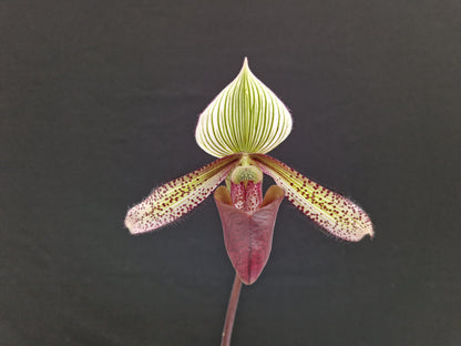 Paphiopedilum-Cymatoden