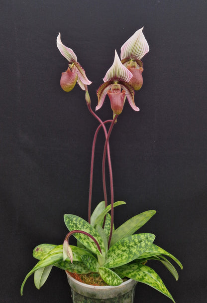 Paphiopedilum Godeurfou