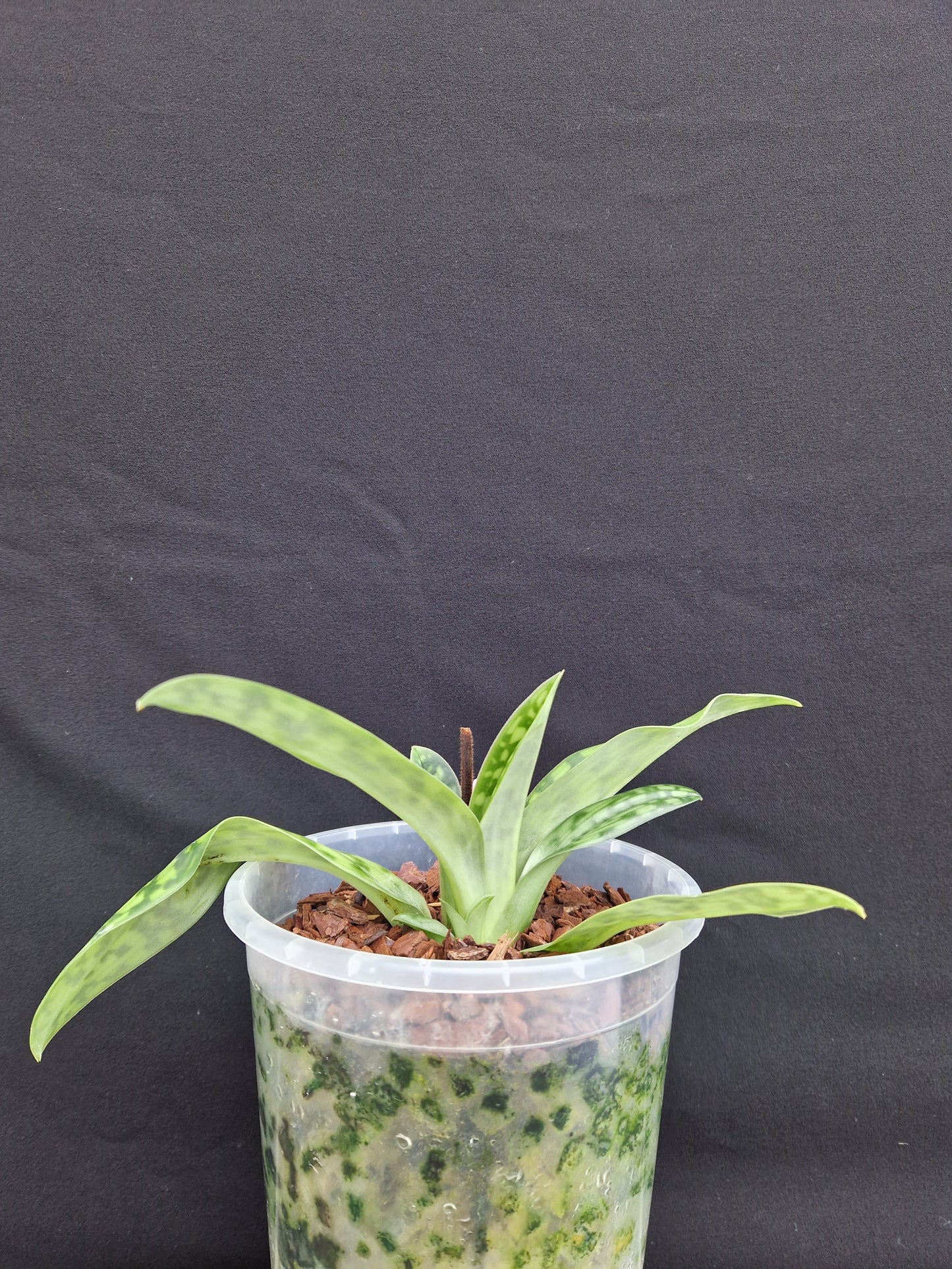 Paphiopedilum Godeurfou