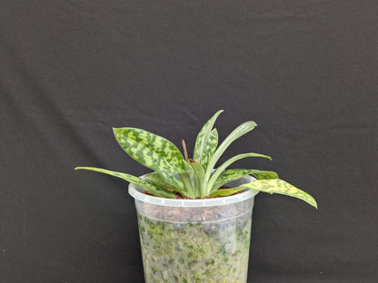 Paphiopedilum Magic Green 'Incroyable'