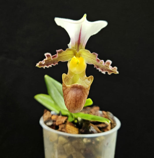 Paphiopedilum tranlienianum