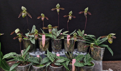 Paphiopedilum wardii