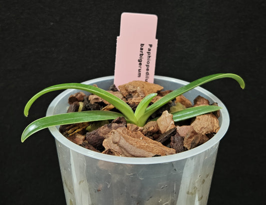 Paphiopedilum barbigerum