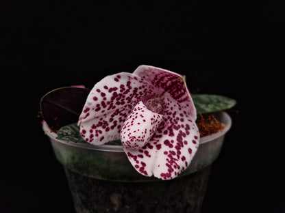 Paphiopedilum bellatulum