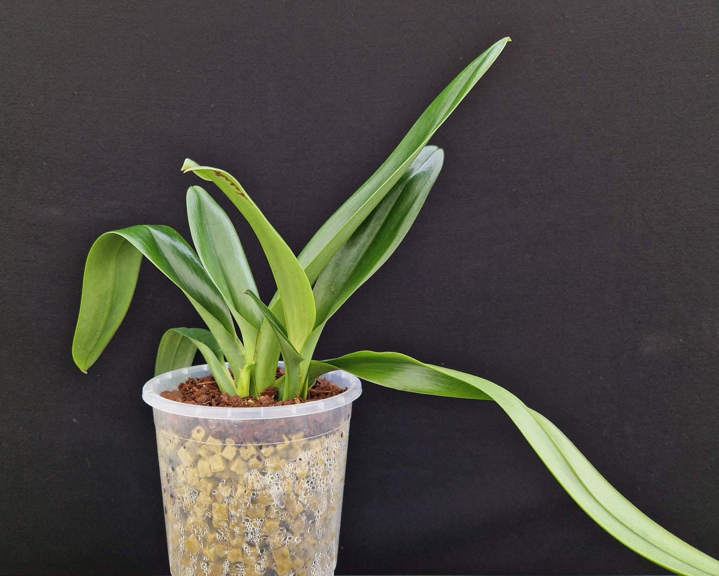 Paphiopedilum Betty Bracey 'Springtime'