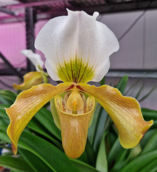 Paphiopedilum Bidborough 'Celle'