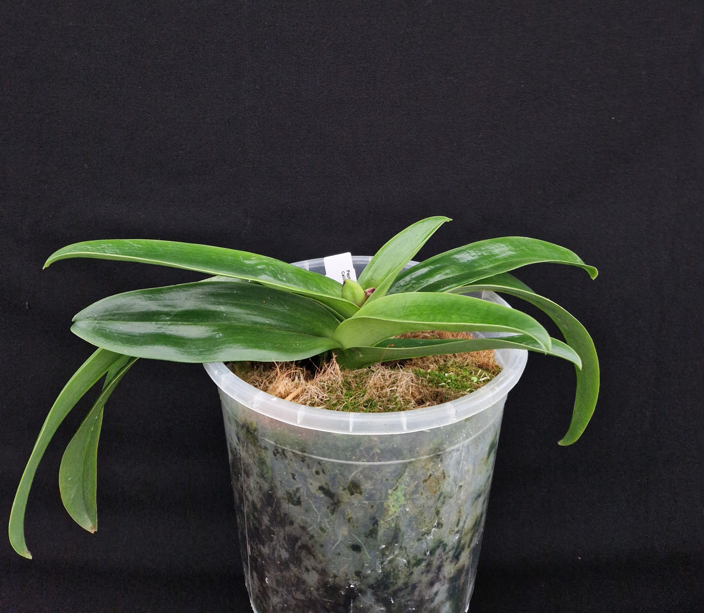 Paphiopedilum California Glow