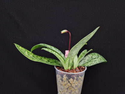 Paphiopedilum callosum var sublaeve