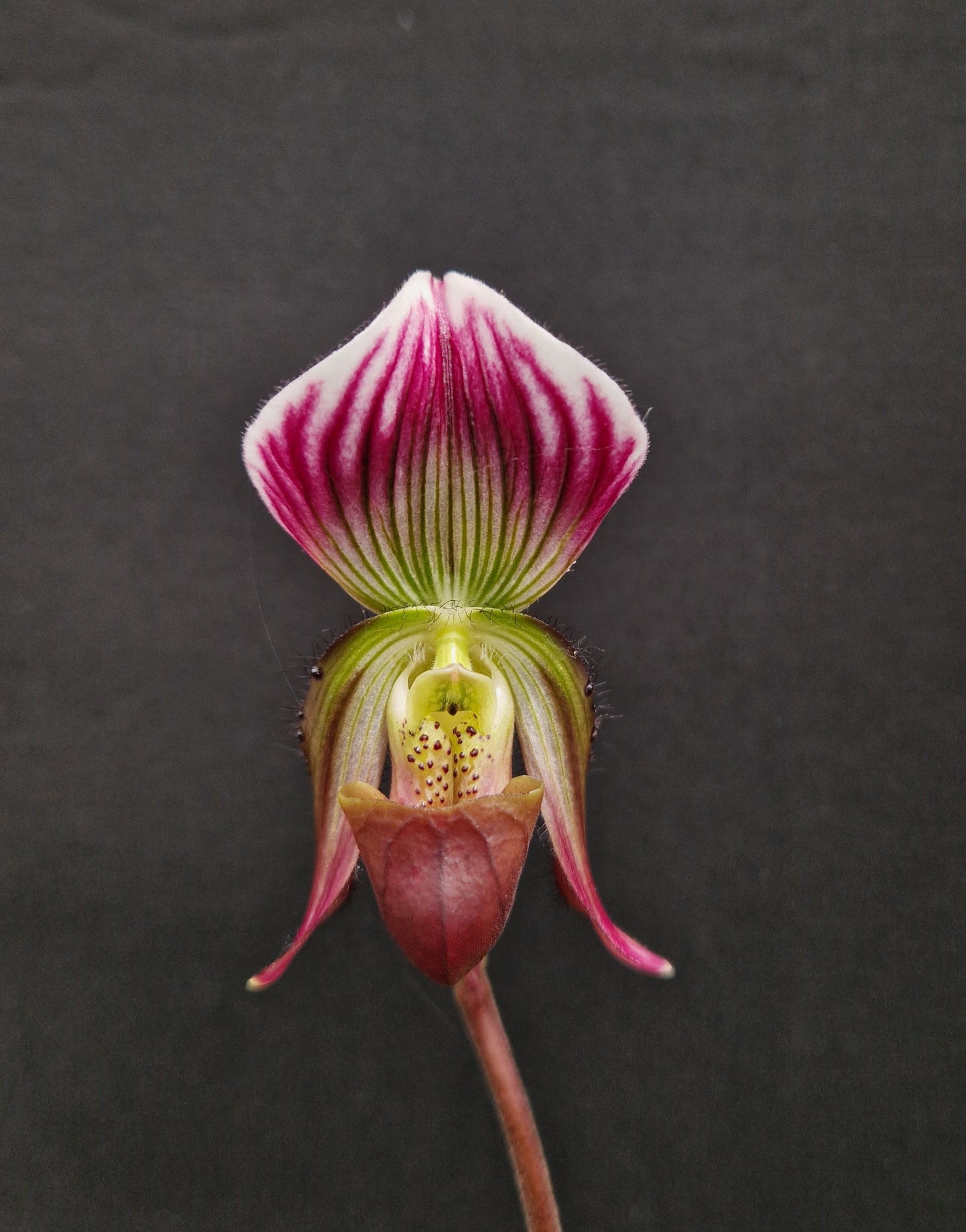 Paphiopedilum callosum var sublaeve